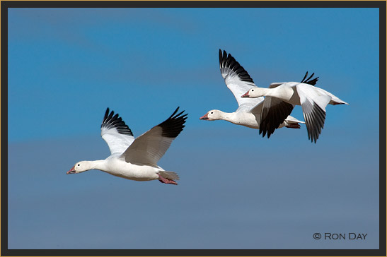 Snow Geese, (Chen caerulescens), Bosque del Apache